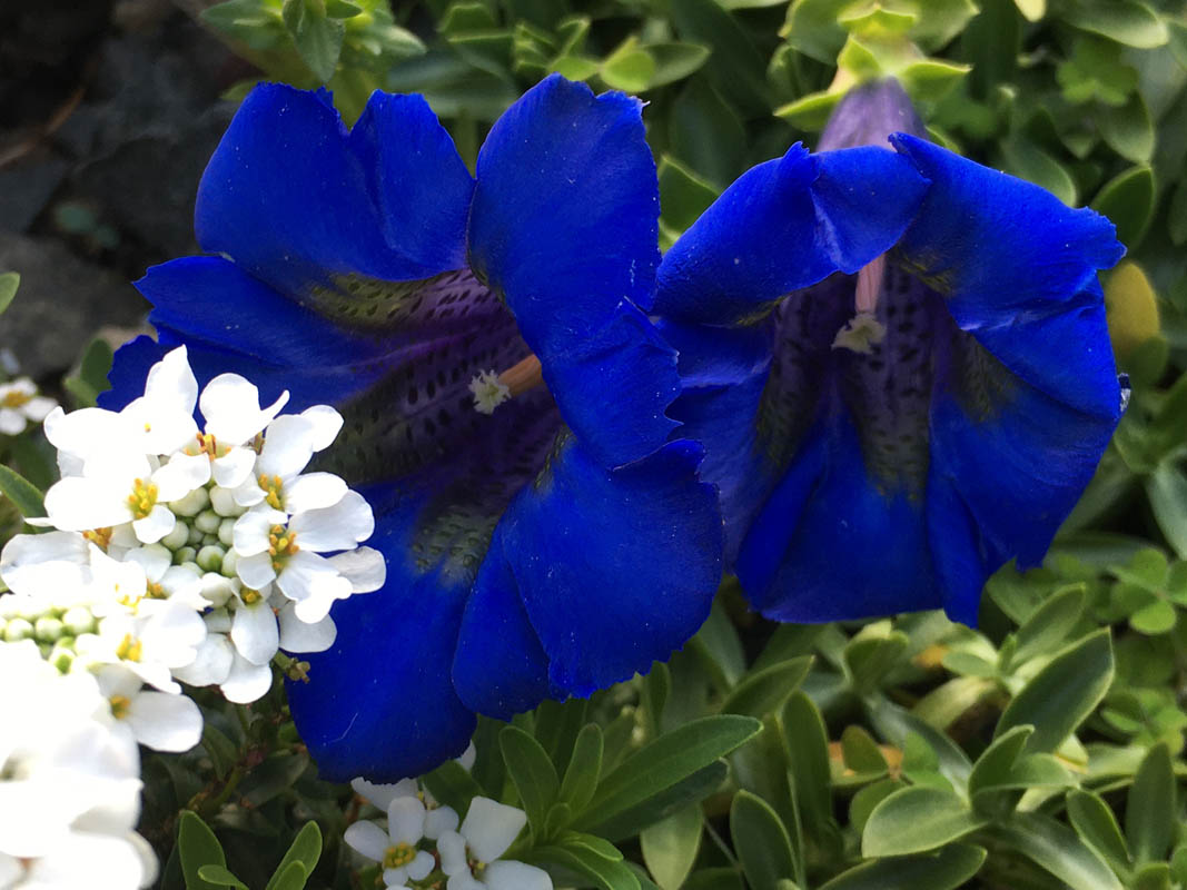 Gentiana acaulis